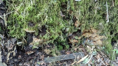 Fomitiporia chilensis