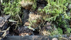 Fomitiporia chilensis