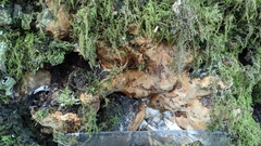 Fomitiporia chilensis