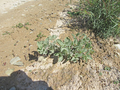 Atriplex argentea argentea