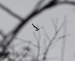 Larus argentatus smithsonianus