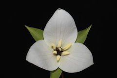 Trillium simile
