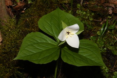 Trillium simile