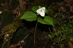 Trillium simile