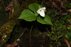 Trillium simile