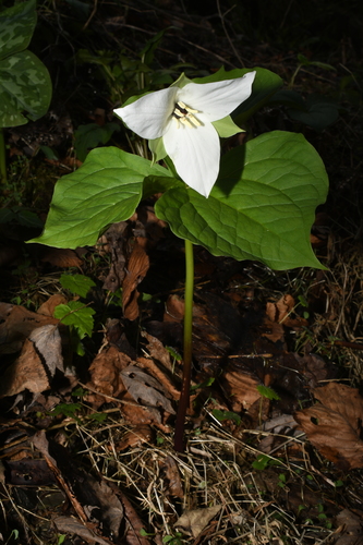 Image of Trillium simile by (c) Brian Finzel, some rights reserved (CC BY-SA)