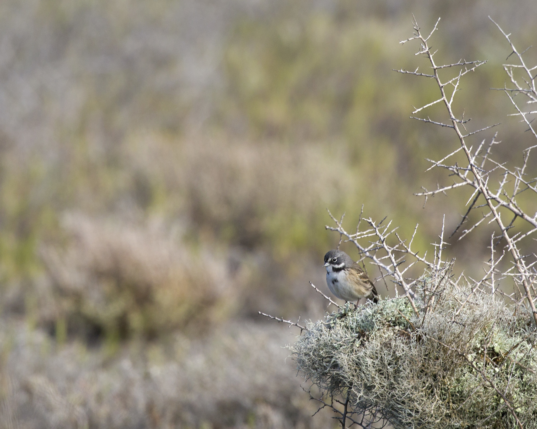 Bell's Sparrow (Artemisiospiza belli)