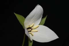 Trillium simile