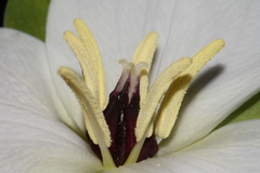 Trillium simile