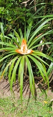 Freycinetia baueriana