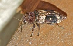 Nascio vetusta