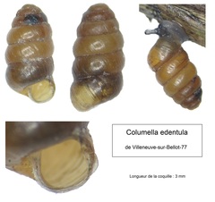 Columella edentula