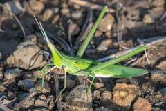 Acrida acuminata