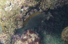Acanthurus nigroris