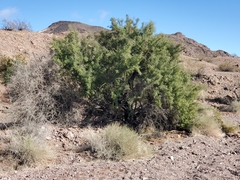 Sarcomphalus obtusifolius canescens