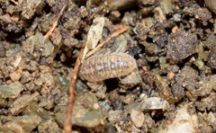 Armadillidium marmoratum