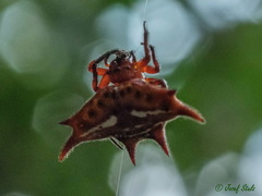 Gasteracantha sanguinolenta