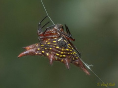 Gasteracantha sanguinolenta