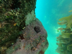 Parablennius tasmanianus