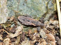 Oncocephalus squalidus