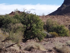 Sarcomphalus obtusifolius canescens