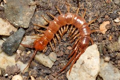 Eupolybothrus litoralis