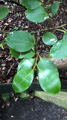 Griselinia littoralis