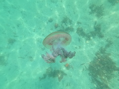 Pseudorhiza haeckeli