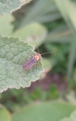 Coleoptera