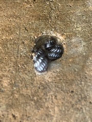 Echinolittorina placida