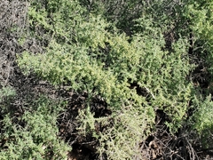 Sarcomphalus obtusifolius canescens