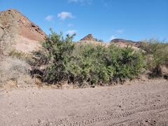 Sarcomphalus obtusifolius canescens