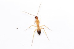 Camponotus sanctus