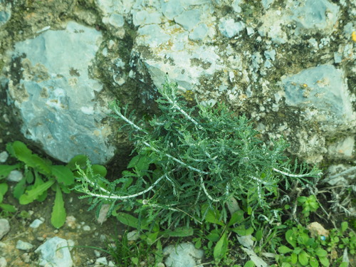 Phagnalon graecum
