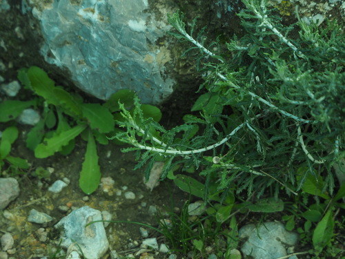 Phagnalon graecum