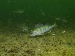 Perca fluviatilis