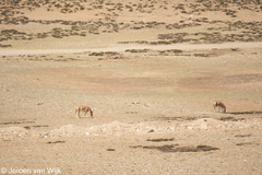 Equus kiang