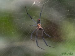 Trichonephila fenestrata