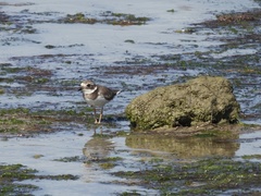 Charadrius hiaticula