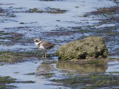 Charadrius hiaticula