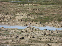 Charadrius hiaticula