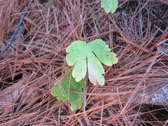 Phytomyza aquilegivora
