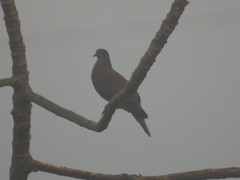 Patagioenas cayennensis