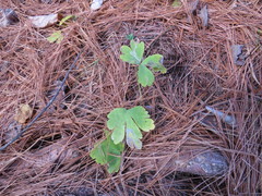 Phytomyza aquilegivora