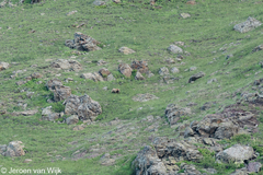 Ursus arctos isabellinus