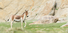 Equus kiang