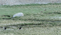 Canis lupus filchneri