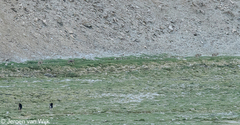 Canis lupus filchneri