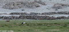 Canis lupus filchneri