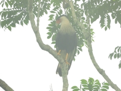 Caracara plancus